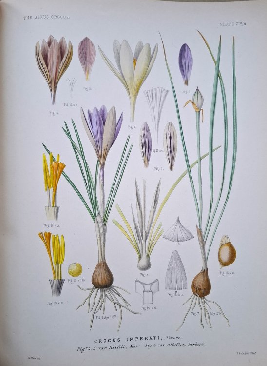 A Monograph of the Genus Crocus; with an appendix on the etymology of the words Crocus and Saffron by C.C. Lacaita [William Cuthbertson's copy]