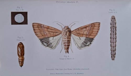 Pests and Diseases of Queensland Fruits and Vegetables