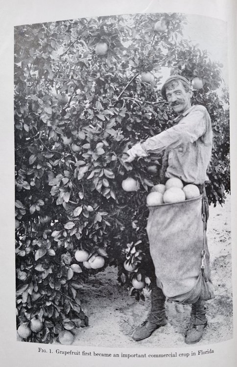 Citrus Fruits (being a revised edition of The Cultivation of Citrus Fruits]