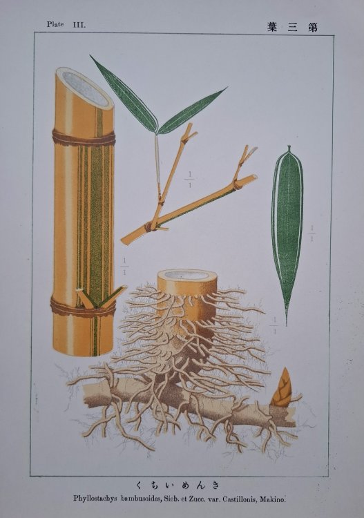 Illustrations of the Japanese Species of Bamboo