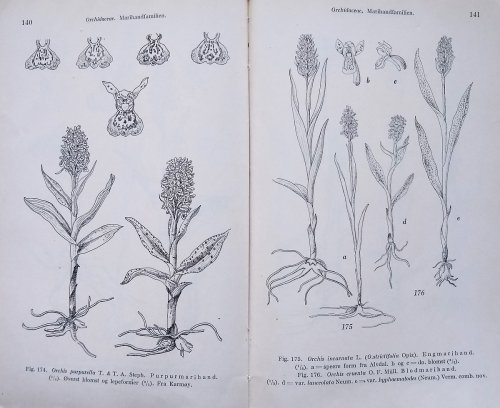 Norsk Flora Illustrasjonsbind. Annet Hefte - (Monocotyledoneae)