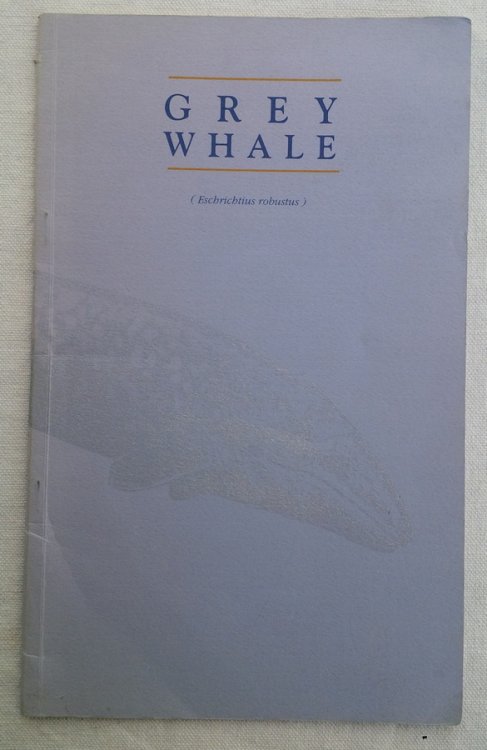 GREY WHALE (Eschrichtius robustus)