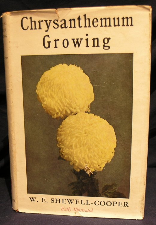 Chrysanthemum Growing