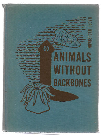 Animals without vertabrae