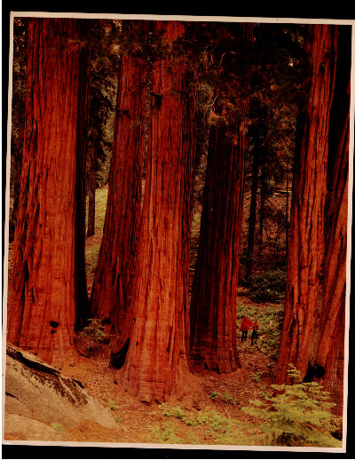 2 vintage Laser art prints of our amazing Sequoias and King Canyon.