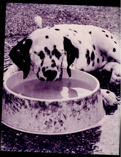 Cool Dog photo