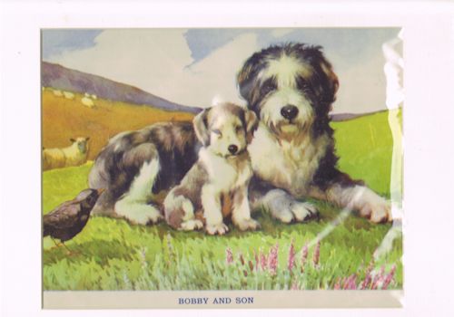 Bobby and Son Sheepdogs (Mounted Illustration from 'Farm and Woodland Friends'