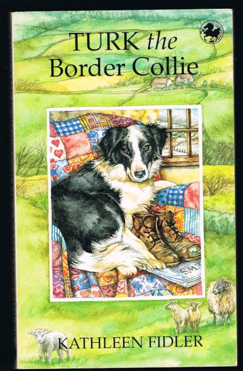Turk the Border Collie