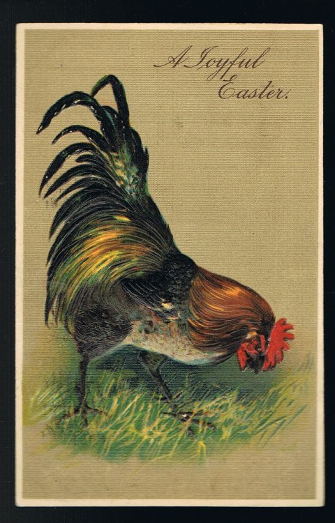 Easter Cockerel Rooster Embossed Postcard