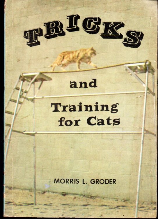 Tricks And Training For Cats