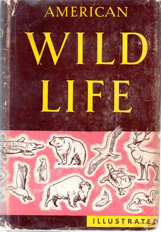 American Wildlife Illustrated