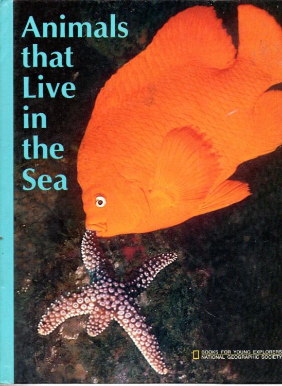 Animals That Live In The Sea