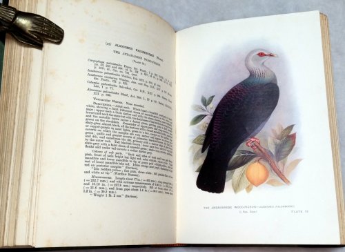 Indian Pigeons and Doves