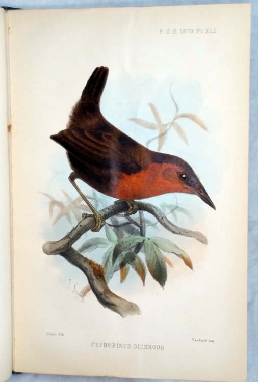 On the Birds Collected By the Late Mr. T. K. Salmon in the State of Antioquia, United States of Columbia