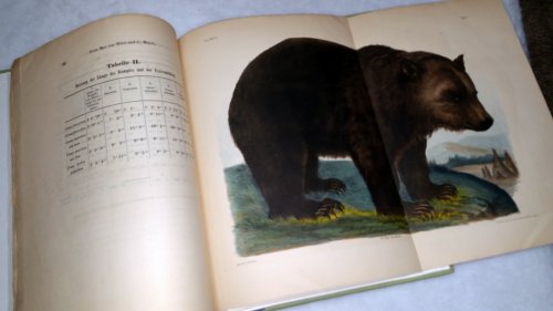 Image for Uber Die Selbststandigkeit Der Species Des Ursus Ferox Desm Uber Die Selbststandigkeit Der Species Des Ursus Ferox Desm