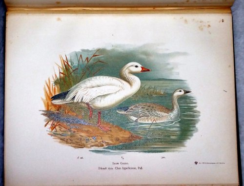 Image for The Geese of Europe and Asia: Being the Description of Most of the Old World Species The Geese of Europe and Asia: Being the Description of Most of the Old World Species