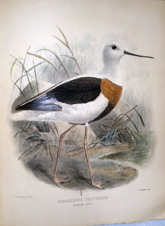 The Geographical Distribution of the Family Charadriidae, or the Plovers, Sandpipers, Snipes, and Their Allies