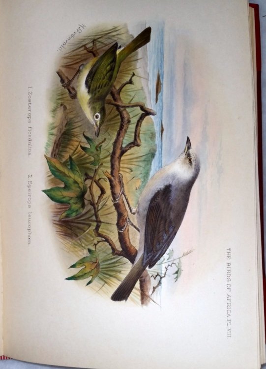 The Birds of Africa, Comprising All the Species Which Occur in the Ethiopian Region (Five Volumes in Seven)