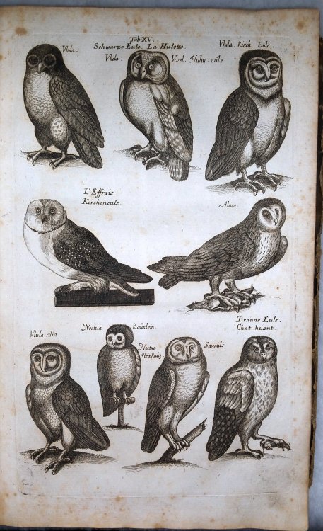 Naturgeschichte Aus Den Besten Schriftstellern Mit Merianischen Und Neuen Kupfern, Erster Abschnitt der Vogel - Sechster Abschnitt des Vogels