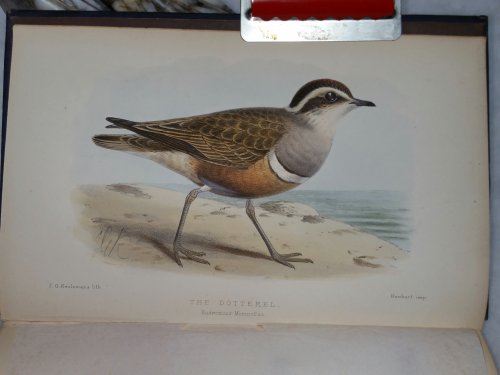 The Birds of Cumberland Critically Studied Including Some Notes on the Birds of Westmorland