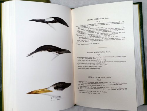 Image for A Synopsis of the Birds of Australia and the Adjacent Islands A Synopsis of the Birds of Australia and the Adjacent Islands