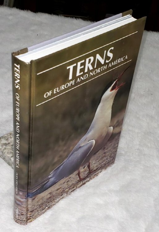 Terns of Europe and North America
