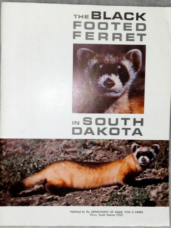 The Black Footed Ferret in South Dakota