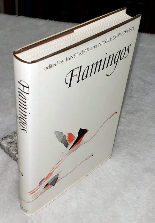 Flamingos