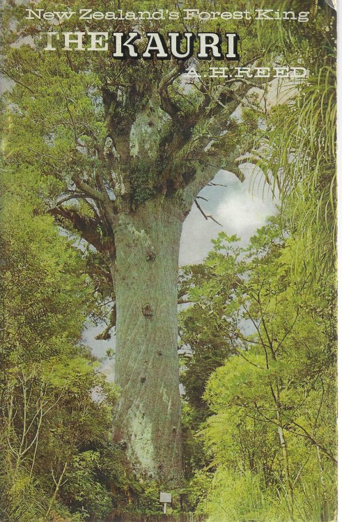New Zealand's Forest King: The Kauri