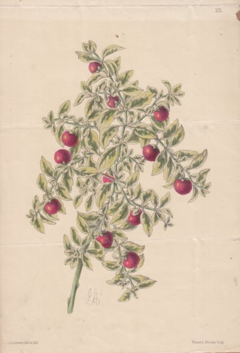 Botanical Print: Apples