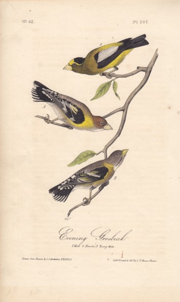 Evening Grosbeak: male, female, young male