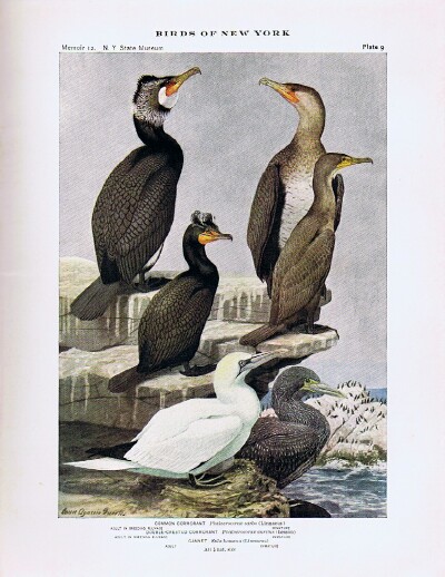Birds of New York (Two Volumes, Complete) New York State Museum Memoir 12