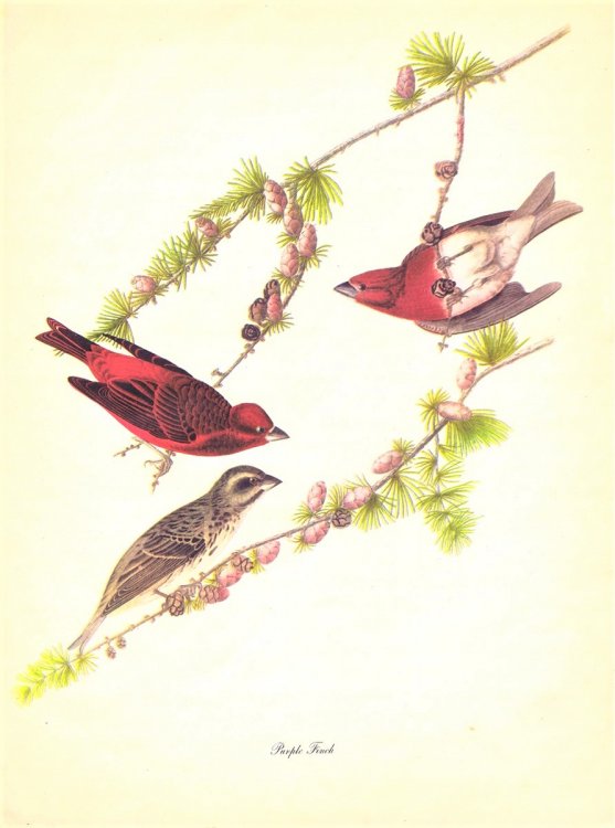 Audubon: Birds of America: A Portfolio of 30 Full-Page, Full-Color, Prints with Commentaries by Roger Tory Peterson