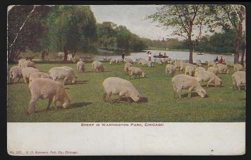 SHEEP IN WASHINGTON PARK, CHICAGO, ILLINOIS