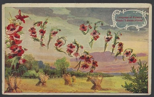 LANGUAGE OF FLOWERS, POPPY, I DREAM OF THEE
