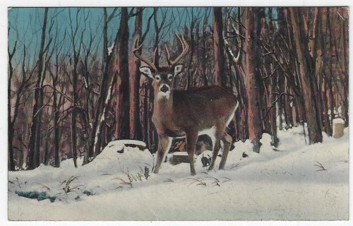 DEER IN SNOW, GREETINGS FROM LAKE GEORGE, NEW YORK