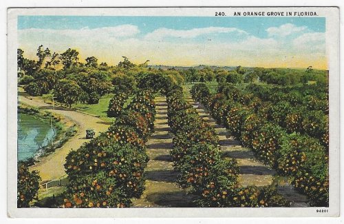 ORANGE GROVE IN FLORIDA