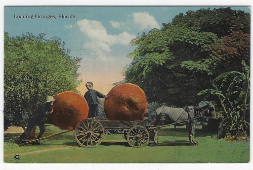 LOADING ORANGES, FLORIDA