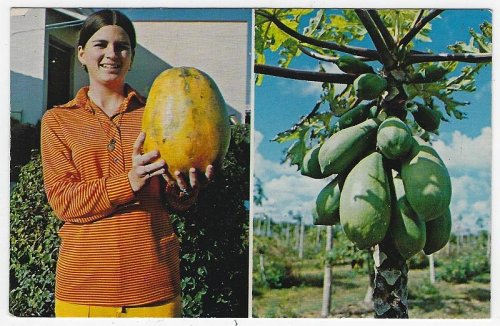 LOVELY LADY WITH PAPAYA AND PAPAYA TREE, SOUTH FLORIDA