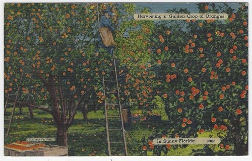 HARVESTING A GOLDEN CROP OF ORANGES IN SUNNY FLORIDA