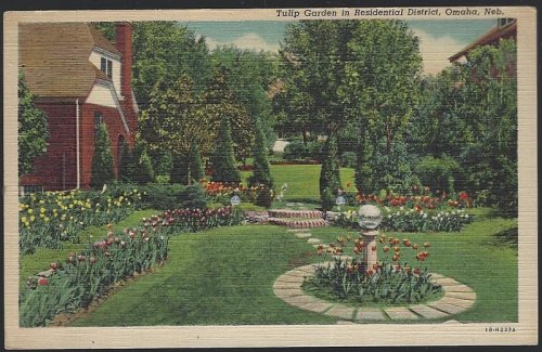 TULIP GARDEN IN RESIDENTIAL DISTRICT, OMAHA, NEBRASKA
