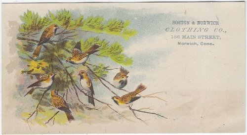 VICTORIAN TRADE CARD FOR BOSTON AND NORWICH CLOTHING, NORWICH, CONNECTICUT WITH BIRDS