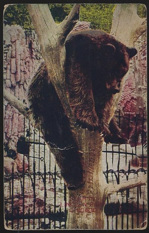 BEAR IN LINCOLN PARK ZOO, CHICAGO, ILLINOIS