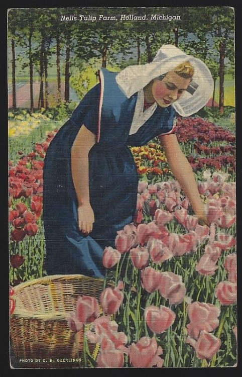 NELIS TULIP FARM, HOLLAND, MICHIGAN
