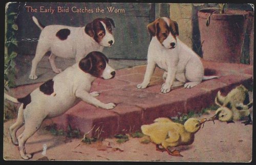 PUPPIES AND CHICKS FIGHTING OVER WORM The Early Bird Catches the Worm