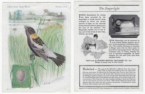 VICTORIAN TRADE CARD FOR SINGER SEWING MACHINE AMERICAN SONG BIRDS SERIES BOBOLINK