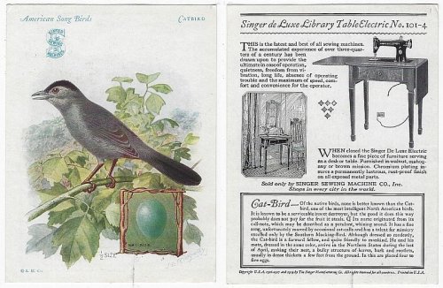 VICTORIAN TRADE CARD FOR SINGER SEWING MACHINE AMERICAN SONG BIRDS SERIES CATBIRD