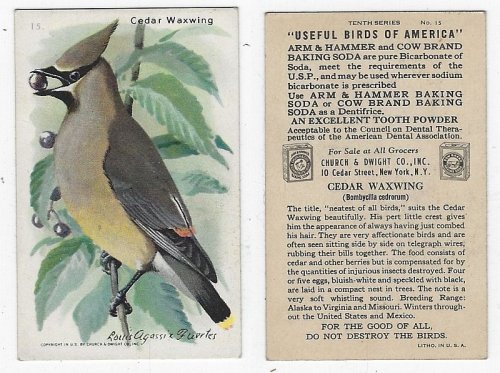 VICTORIAN TRADE CARD FOR ARM AND HAMMER BAKING SODA, USEFUL BIRDS OF AMERICA SERIES, CEDAR WAXWING