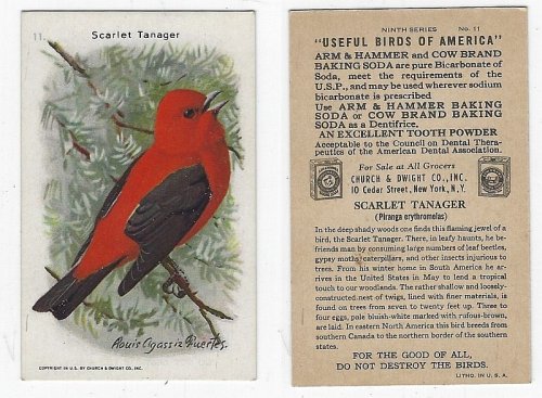 VICTORIAN TRADE CARD FOR ARM AND HAMMER BAKING SODA, USEFUL BIRDS OF AMERICA SERIES, SCARLET TANAGER