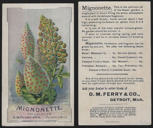 VICTORIAN TRADE CARD FOR D. M. FERRY SEEDS, MIGNOTTE FLOWER